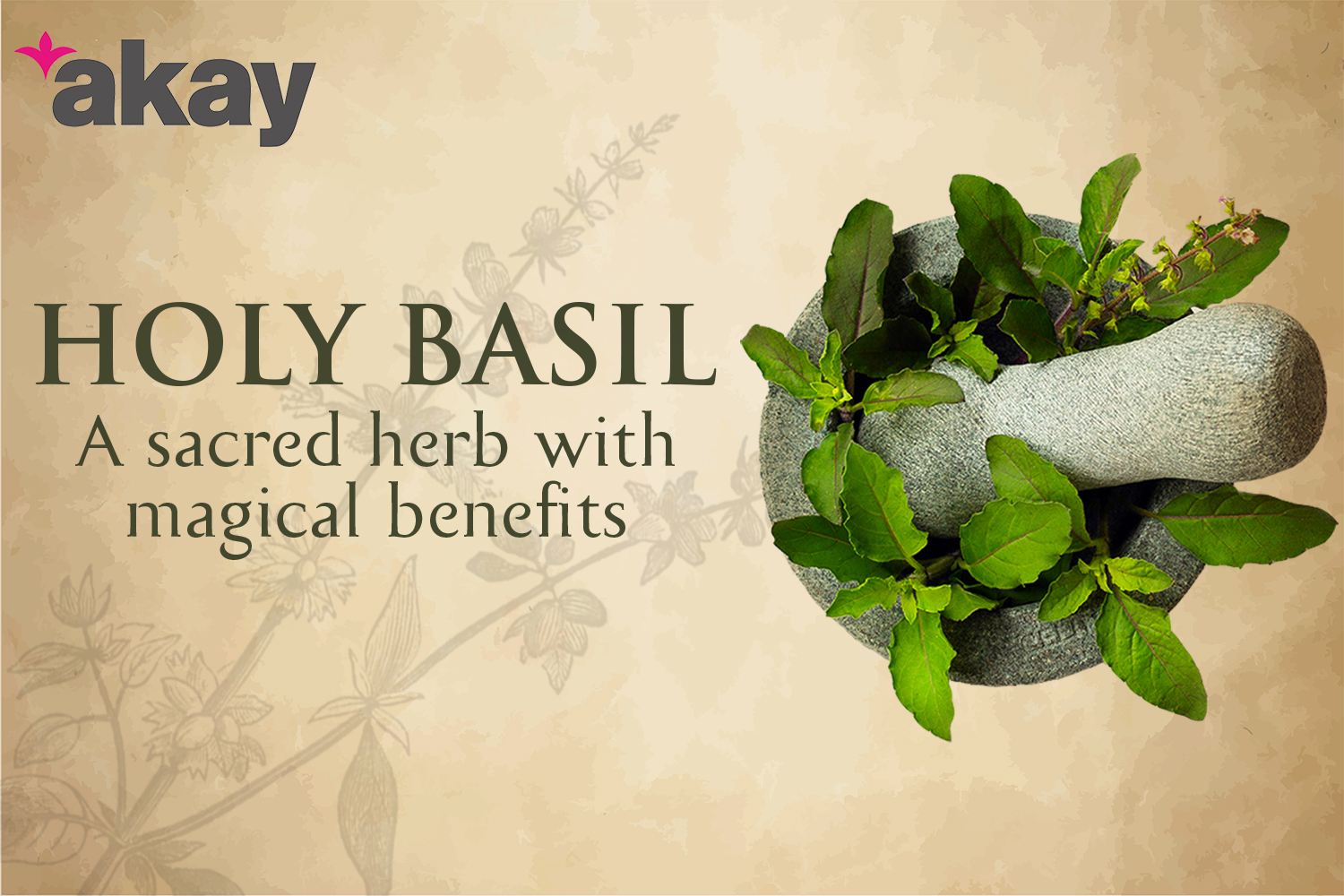 holy basil