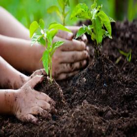 Environment Day
