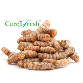 Fresh turmeric extract